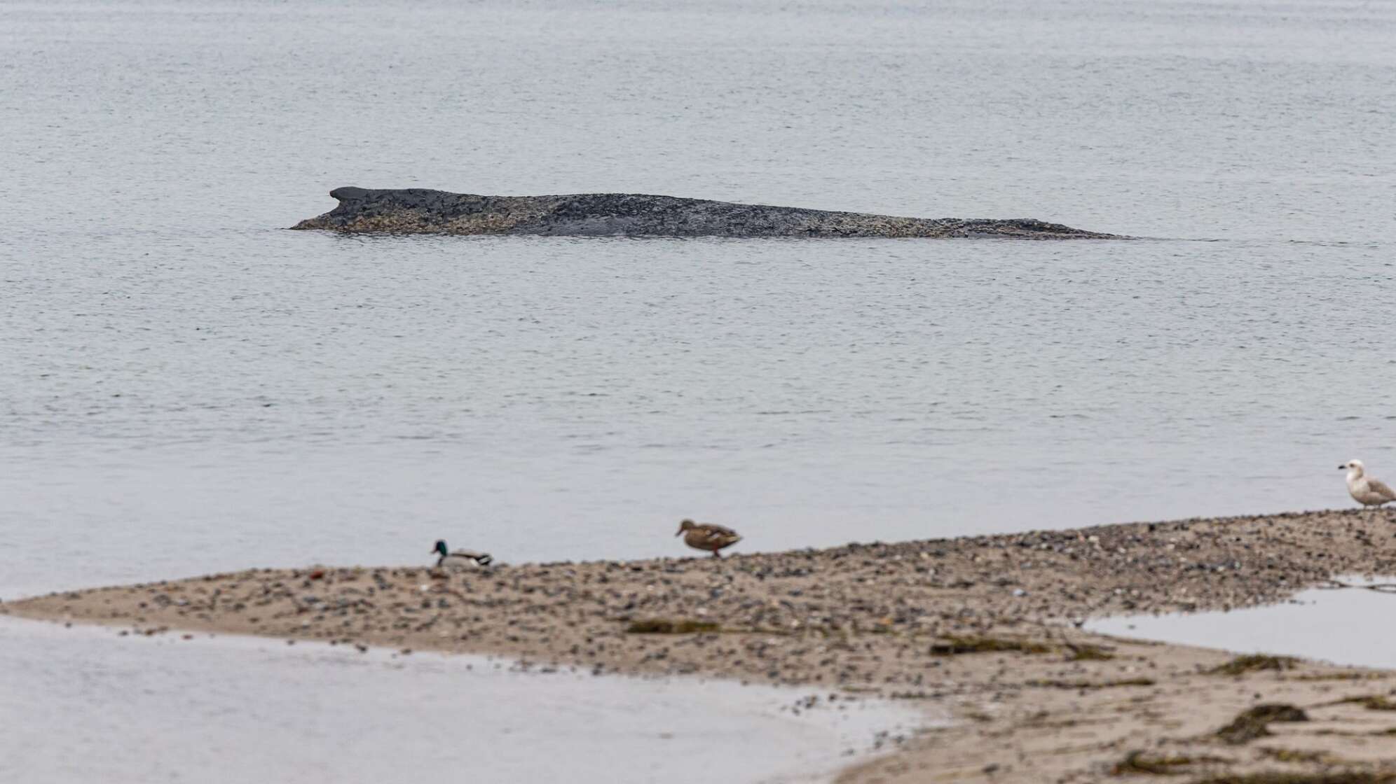 Wal an der Ostseeküste gestrandet