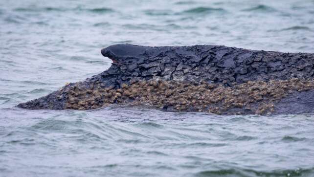 Gescheiterte Rettung – Hoffnung auf Befreiung für Wal bleibt