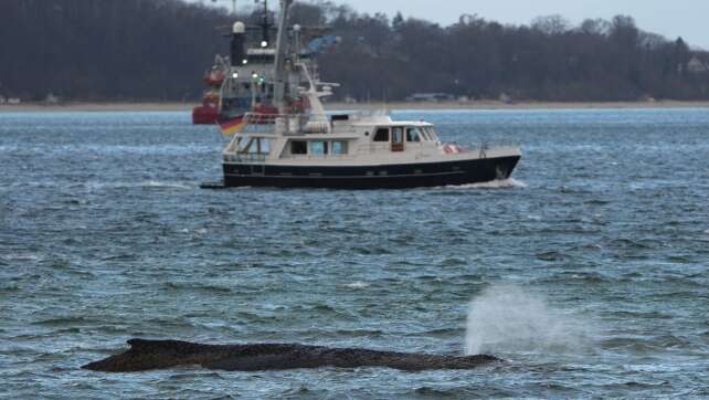 Großer Bagger für Walrettung erwartet