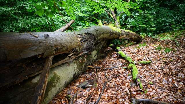Reichen die 67 Maßnahmen der Regierung fürs Klimaschutzziel?