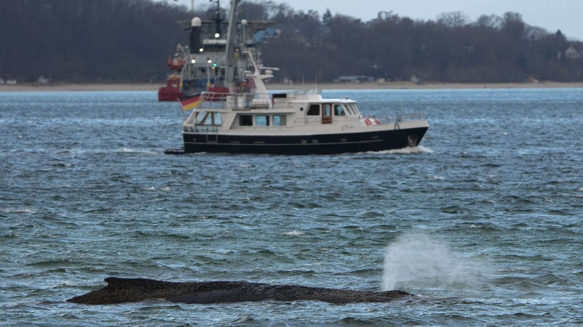 Wal an der Ostseeküste gestrandet
