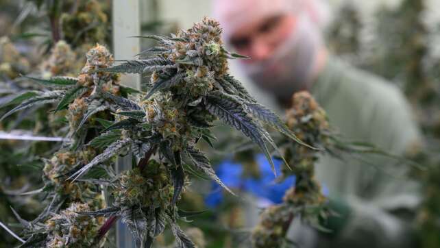 BGH: Keine Werbung für Cannabis-Behandlung im Internet