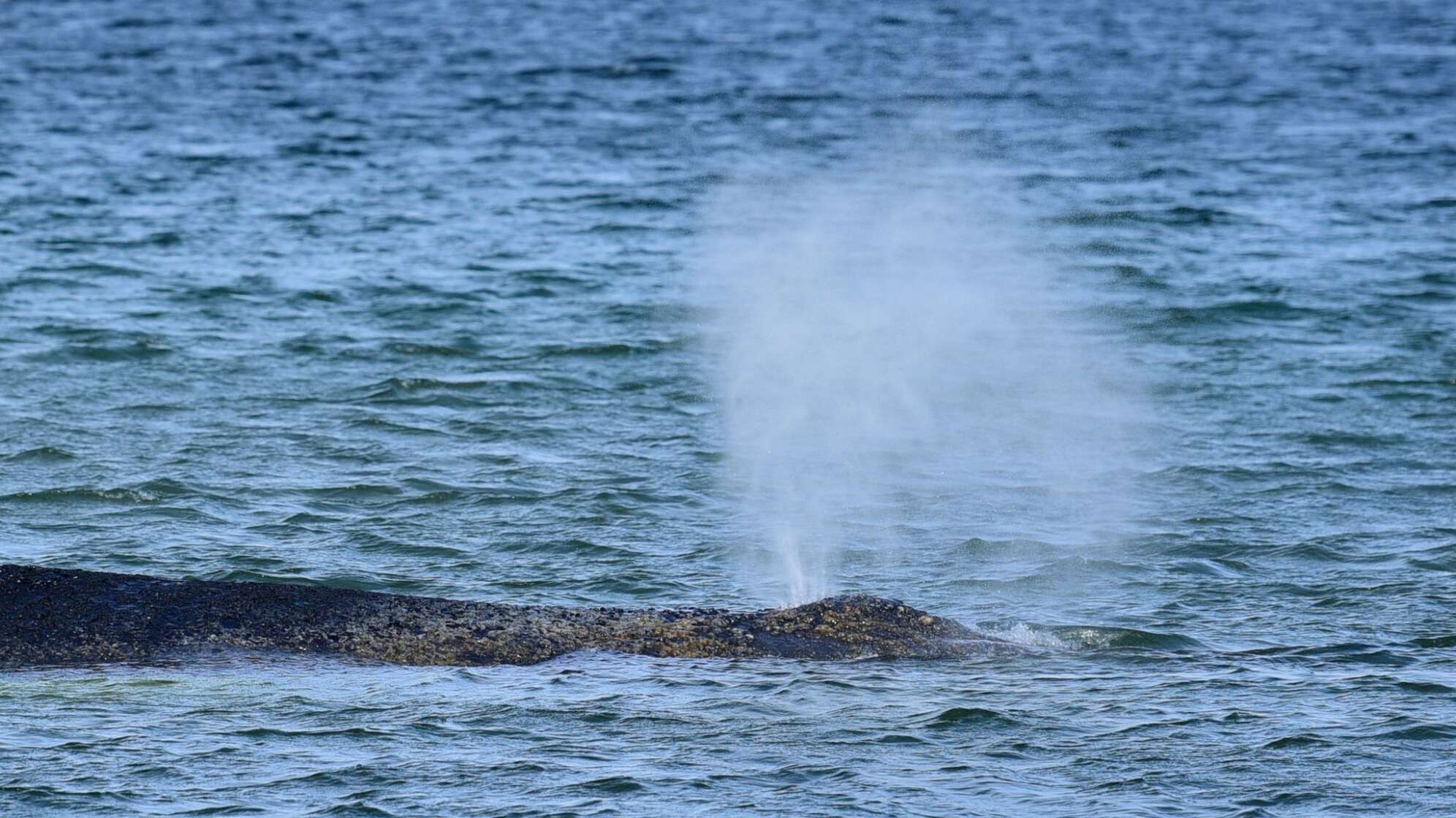 Wal an der Ostseeküste gestrandet