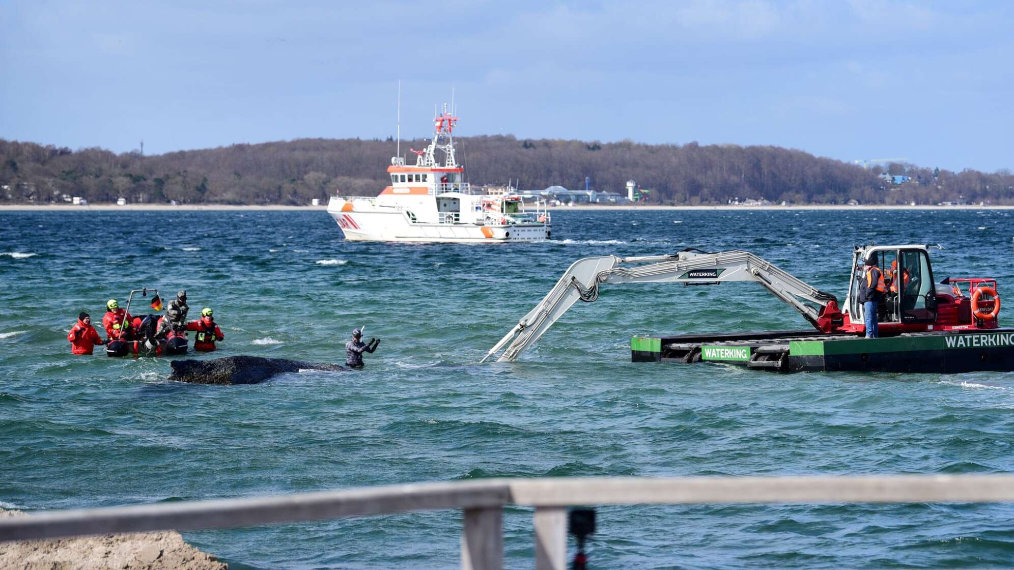 Wal an der Ostseeküste gestrandet