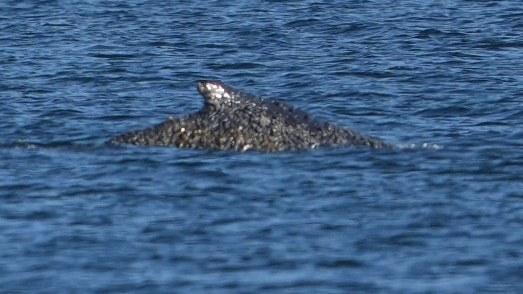 Wal an der Ostseeküste wieder frei