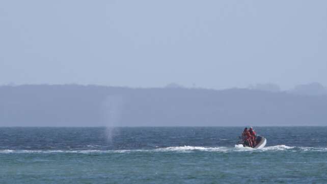 Wo der befreite Wal zuvor schon aufgetaucht ist