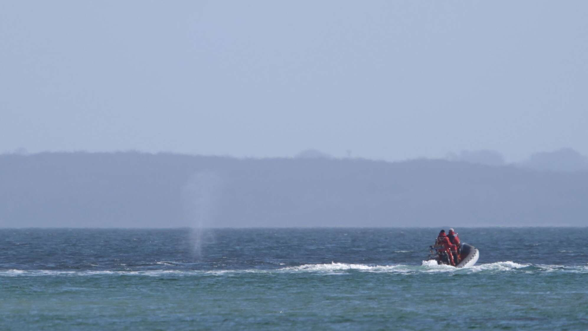 Wal an der Ostseeküste wieder frei