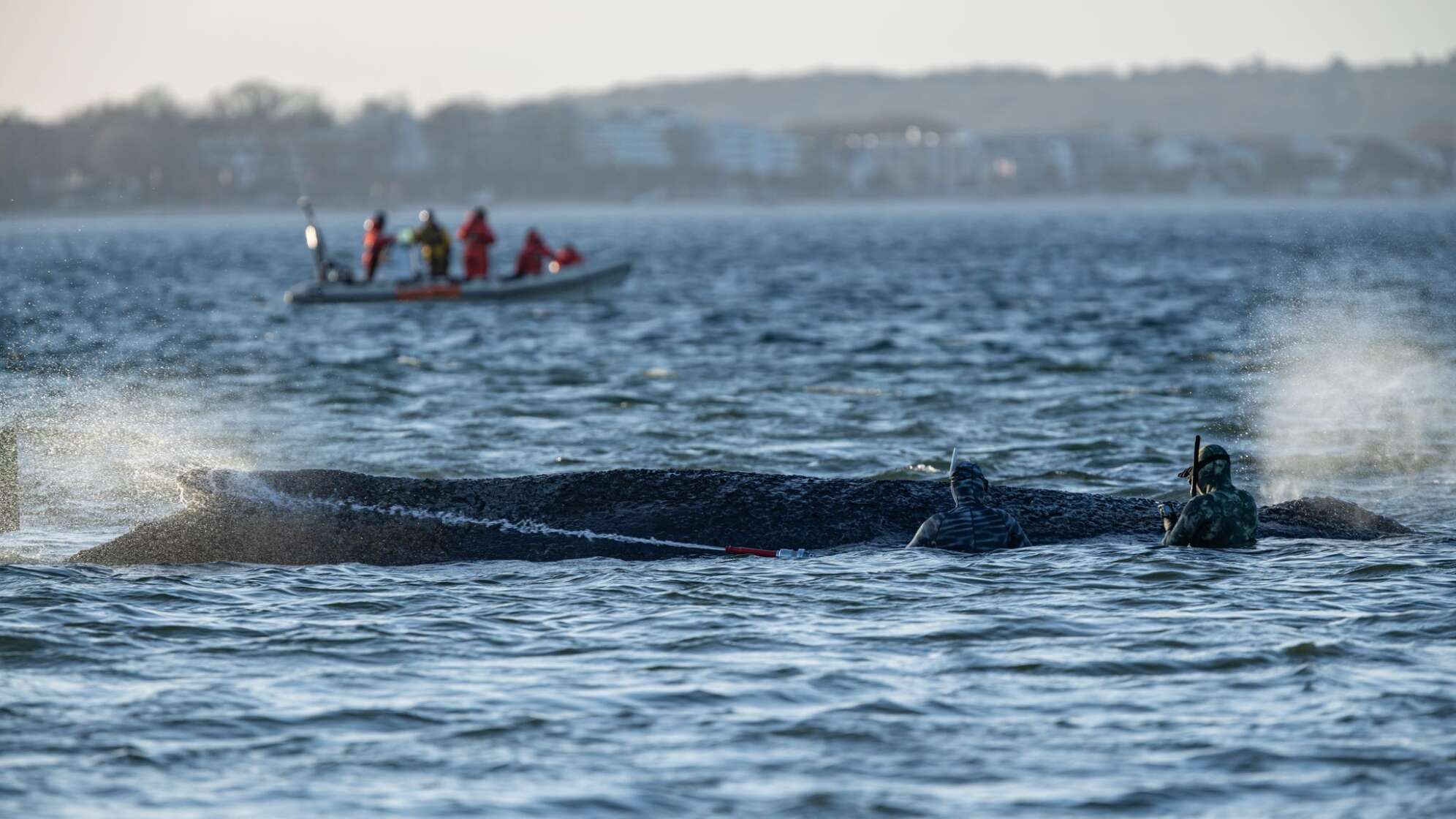 Gestrandeter Wal an der Ostseeküste
