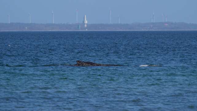 Suche nach Wal geht weiter - auch Sportboote könnten helfen