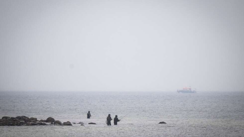 Suche nach Wal geht weiter - auch Sportboote könnten helfen