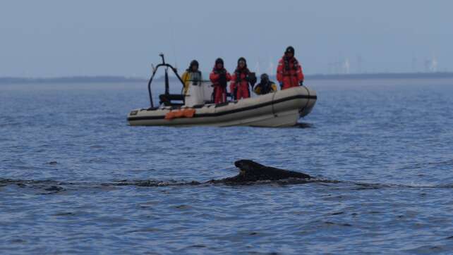 Experten suchen weiter nach dem befreiten Buckelwal
