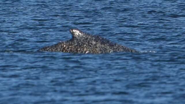 Befreiter Buckelwal strandet erneut