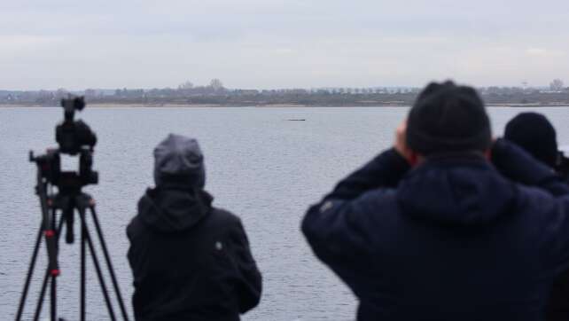 Experten bereiten Rettungsaktion für Buckelwal vor