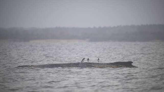 Buckelwal liegt weiter in Wismarbucht