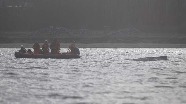 Buckelwal in Wismarbucht wird schwächer - Ruhe soll helfen