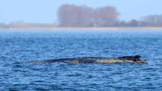 Buckelwal liegt noch immer vor Wismar im Wasser