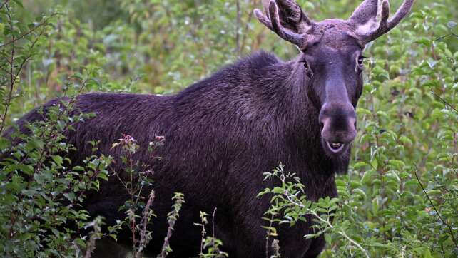 Elch sorgt für Aufsehen im Grenzgebiet zu Bayern