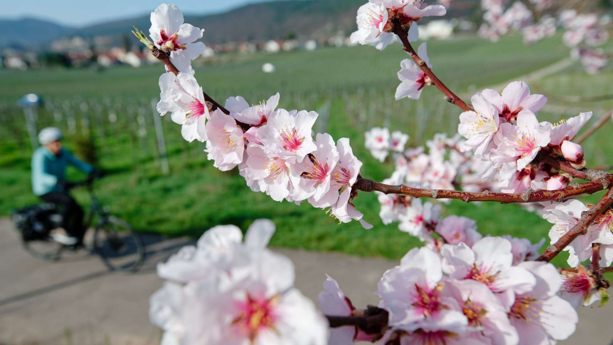 Mandelblüte - März-Bilanz DWD