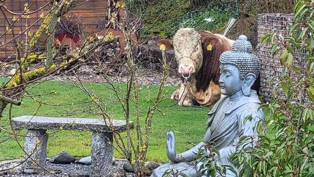 Jungbulle entwischt und lässt sich in Garten nieder