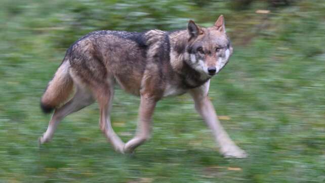 Ein Wolf in Hamburg: Warum das Tier uns näher kommt
