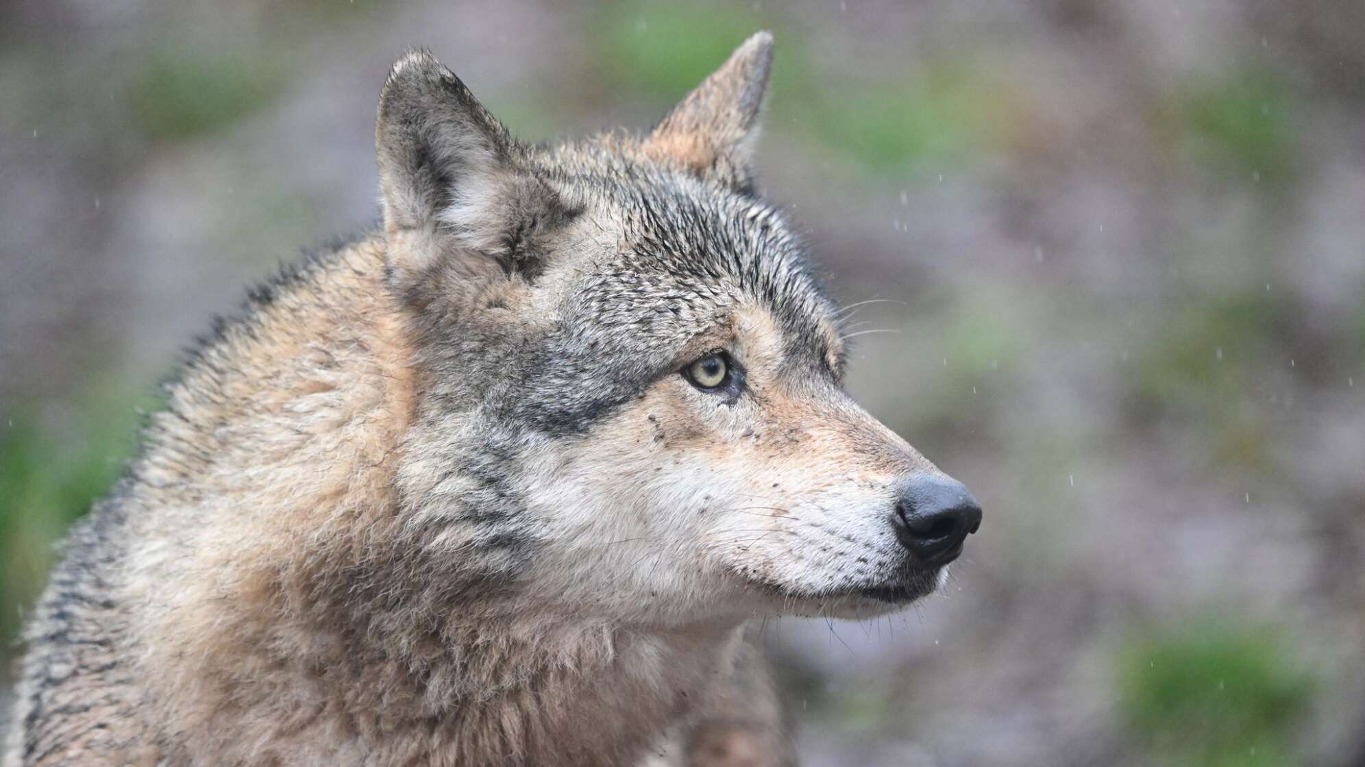 Wölfe in Gehege