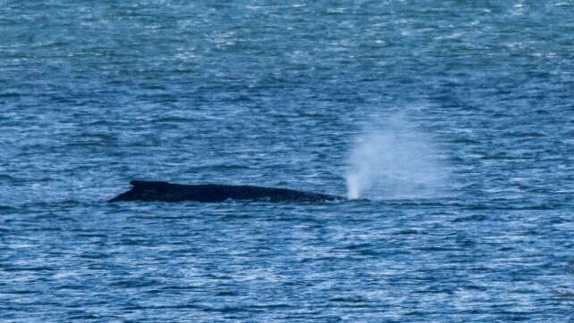 Wasserschutzpolizei geht davon aus: Wal sitzt noch fest