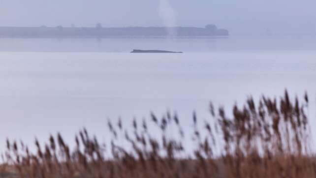 Rettungsversuche für Wal vor Wismar werden eingestellt