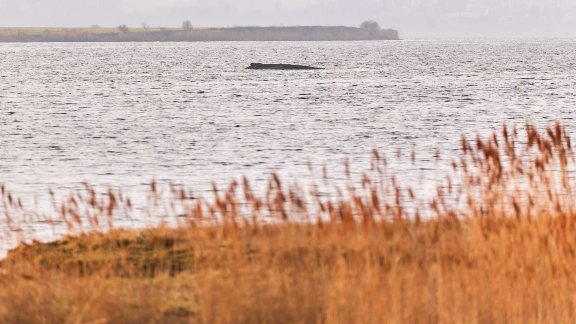Buckelwal sitzt weiterhin vor Insel Poel fest