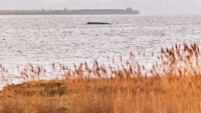 Sperrzone um gestrandeten Wal wird eingehalten
