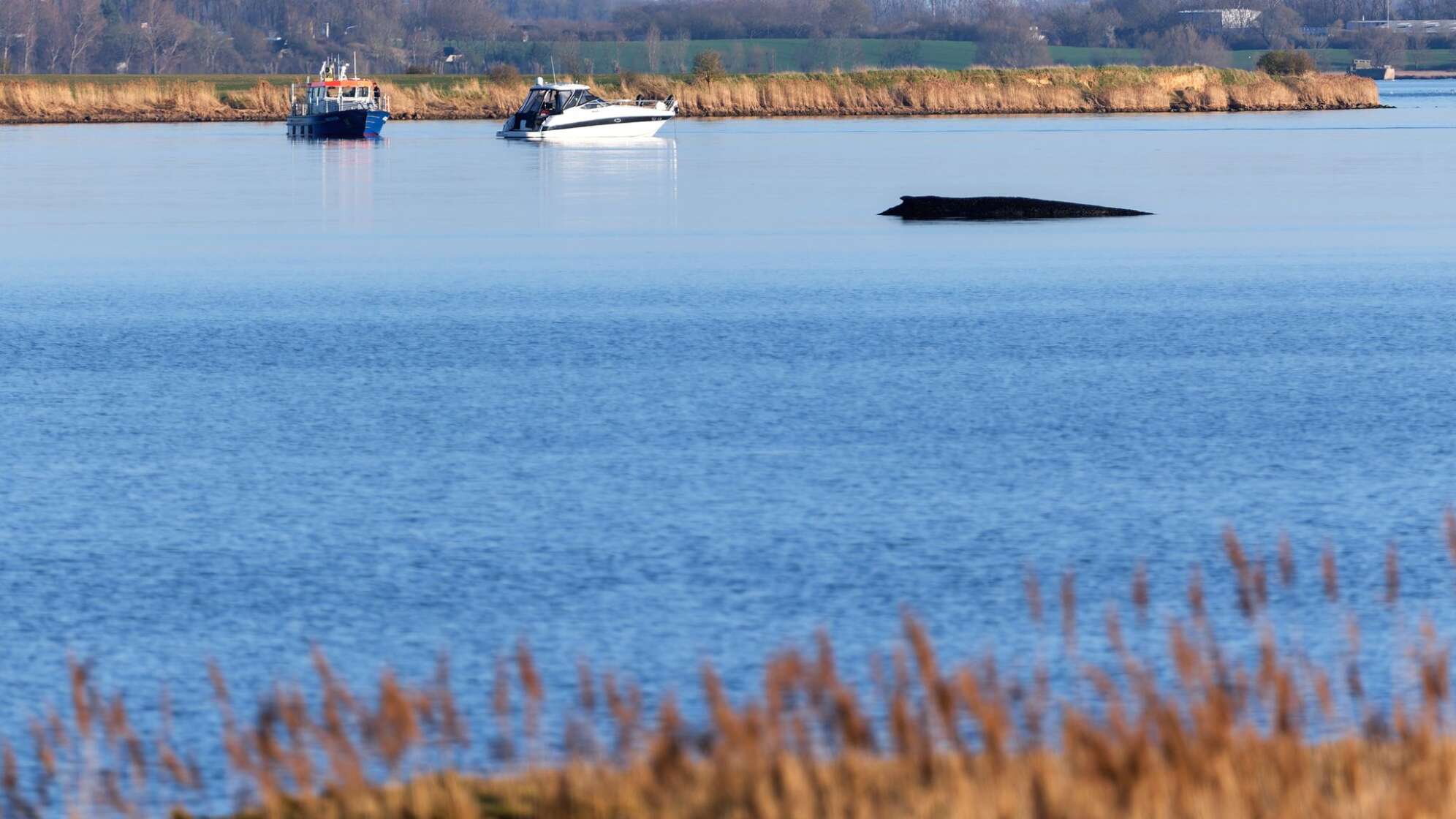 Buckelwal sitzt vor Insel Poel fest