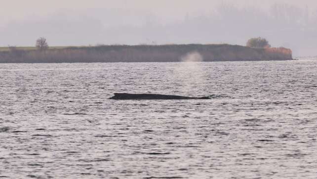 Bundesumweltministerium: Wal seine letzte Ruhe geben