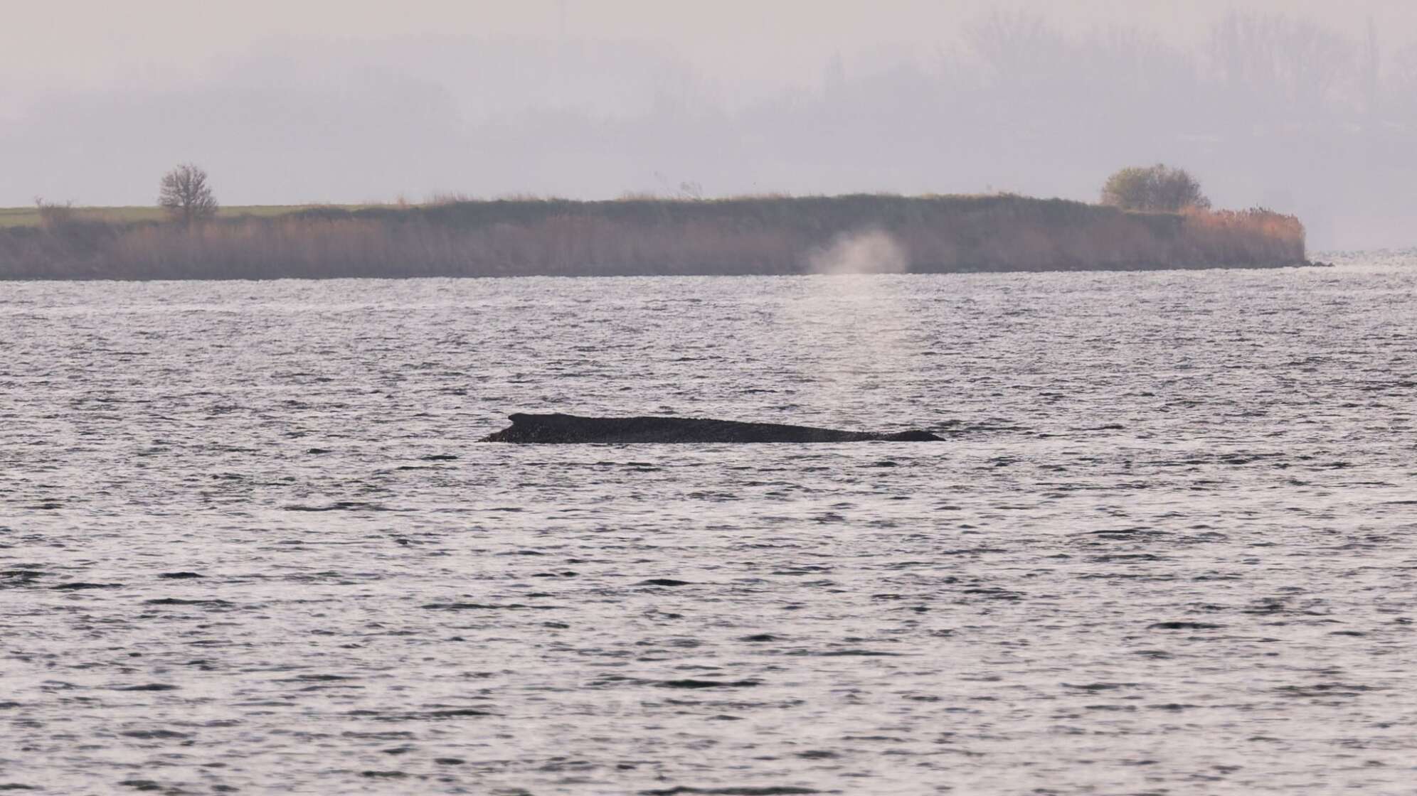Buckelwal sitzt weiterhin vor Insel Poel fest