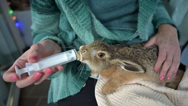 Schwierige Zeiten für Feldhasen-Nachwuchs