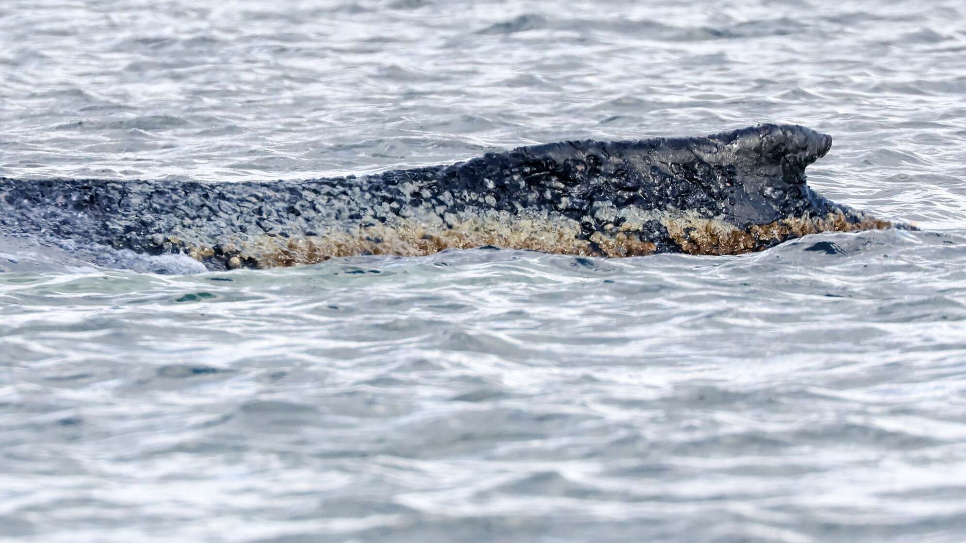 Buckelwal liegt weiter in Wismarbucht