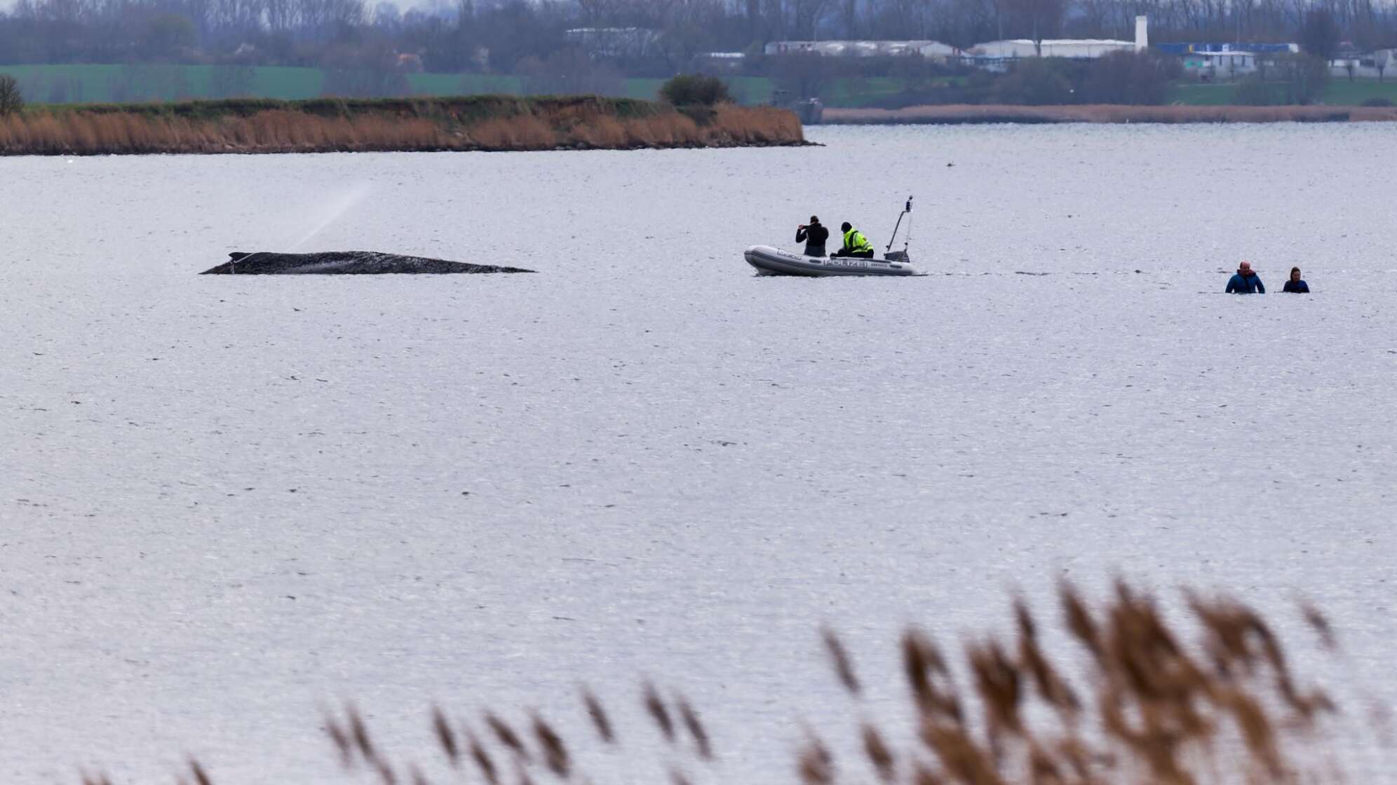 Buckelwal liegt weiter in Wismarbucht