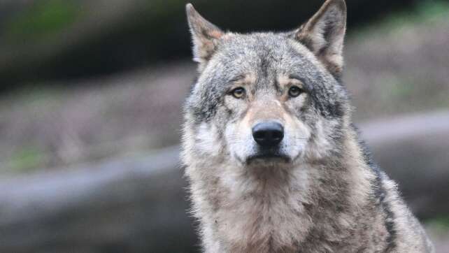 Wolf stirbt nach Unfall im Bayerischen Wald