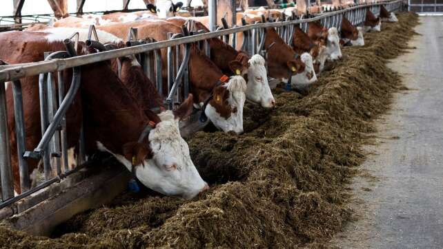 Weide oder nichts? EU-Verordnung bringt Bio-Bauern in Not