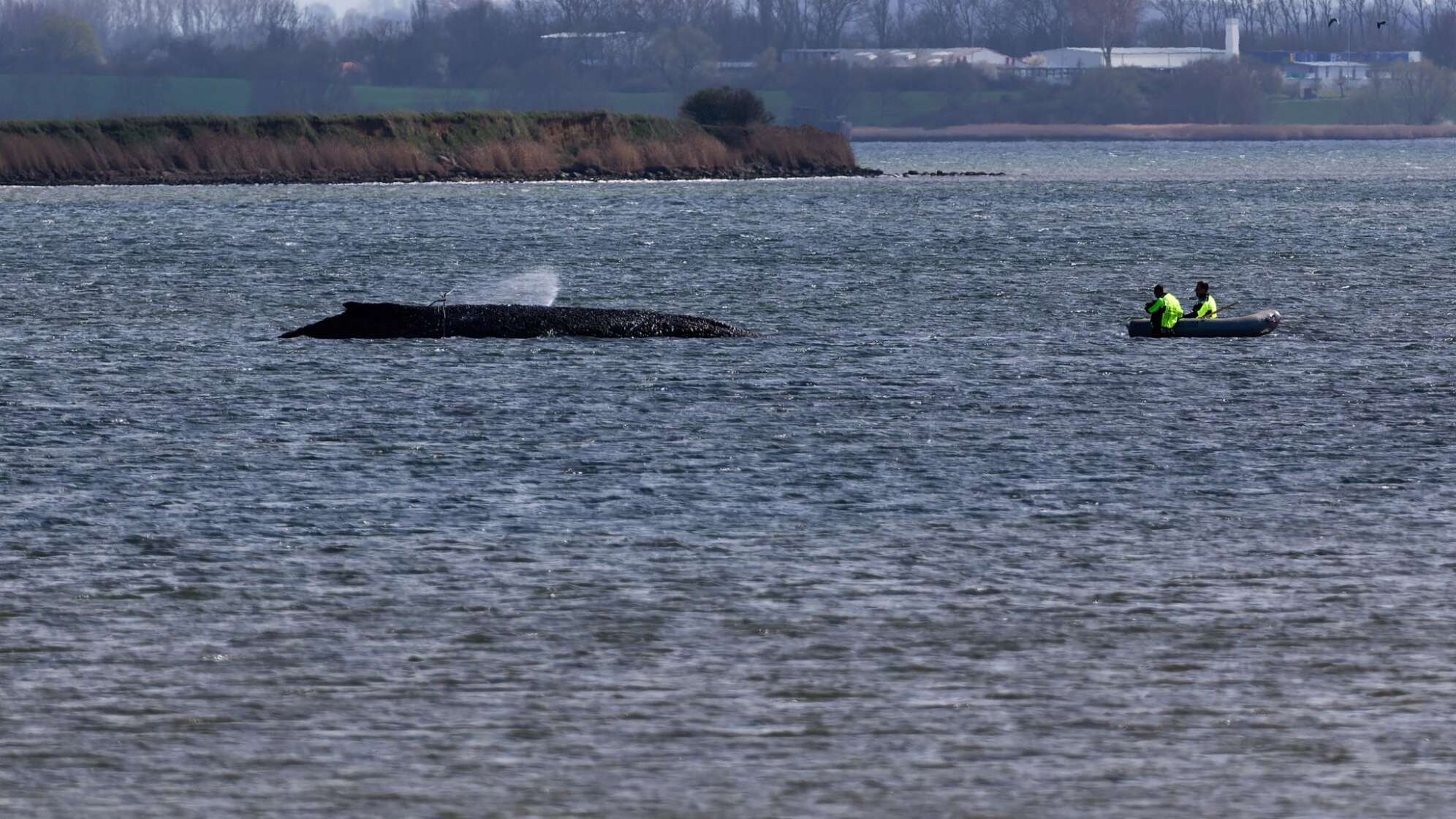 Buckelwal liegt weiter in Wismarbucht