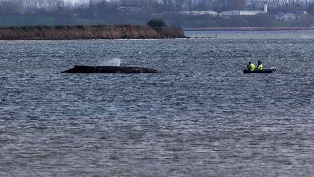 Experten prüfen Rettung des Wals bei Wismar mit Katamaran