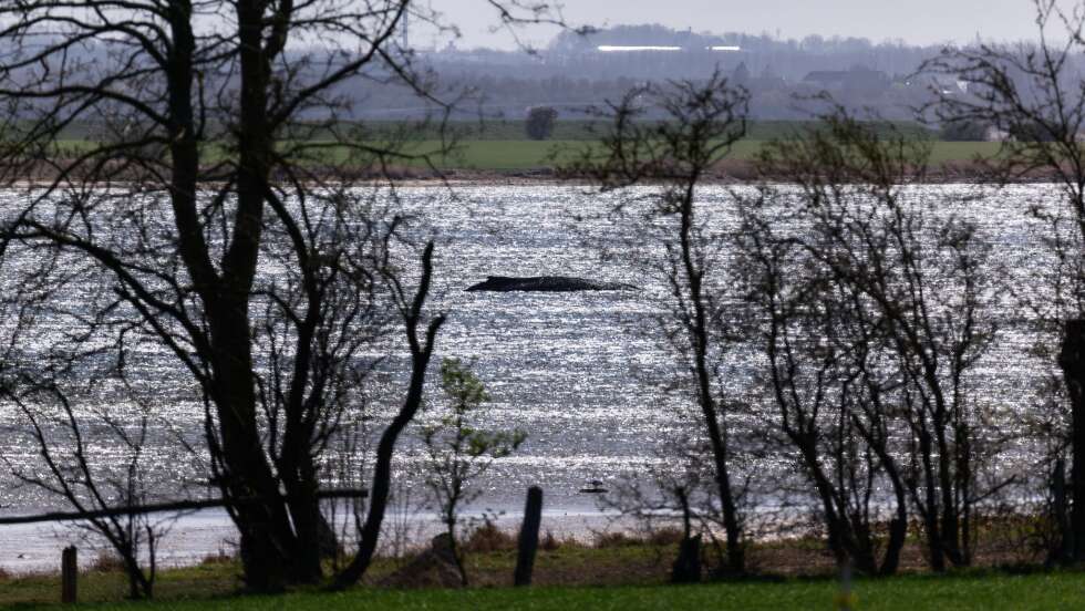 Verletzter Buckelwal – Gutachten am Dienstag erwartet