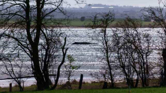Verletzter Buckelwal – Gutachten am Dienstag erwartet