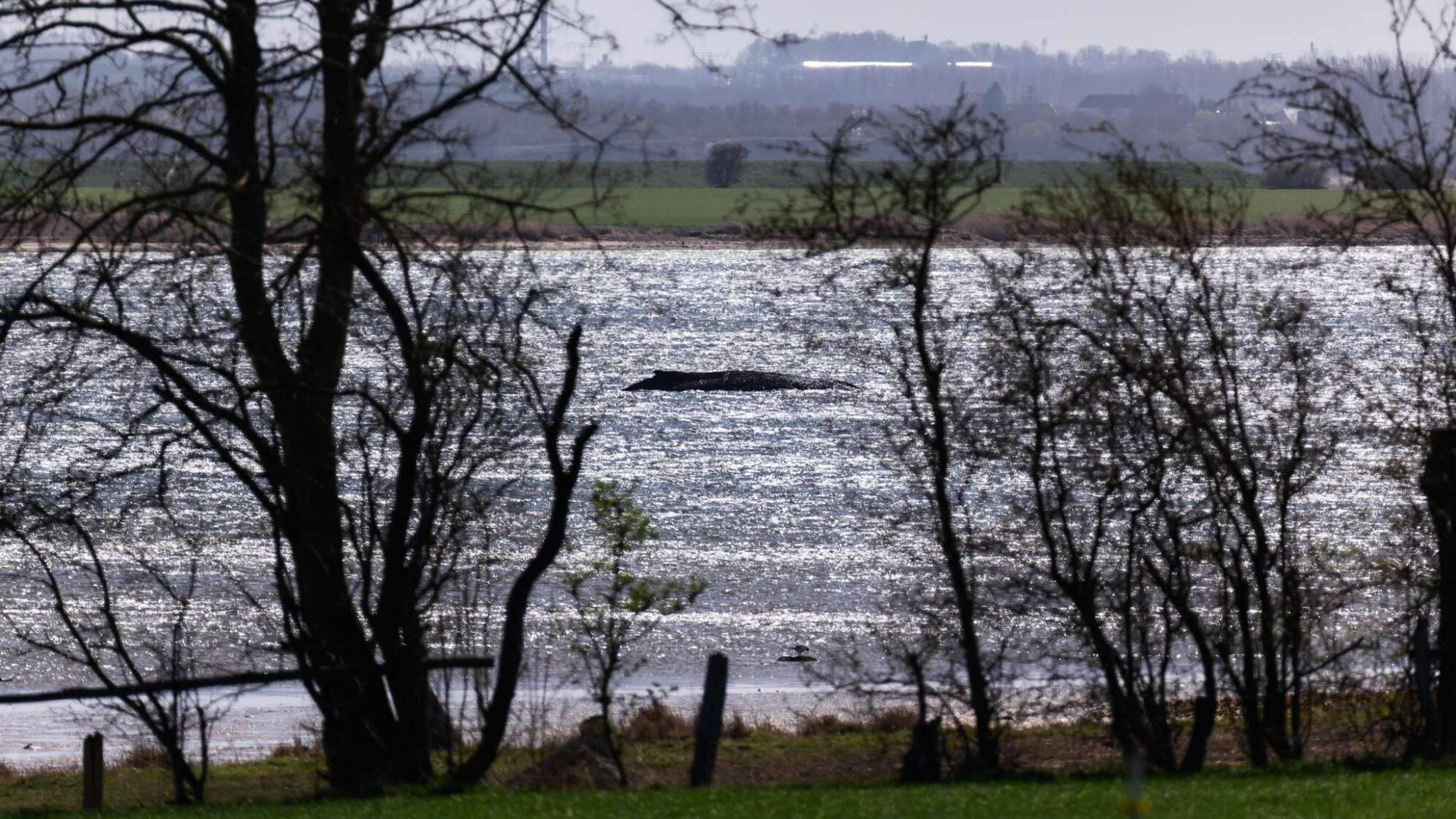 Buckelwal liegt weiter in Wismarbucht