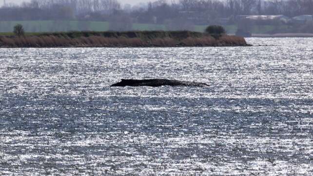 Gutachten zu Buckelwal heute erwartet - Tier atmet noch
