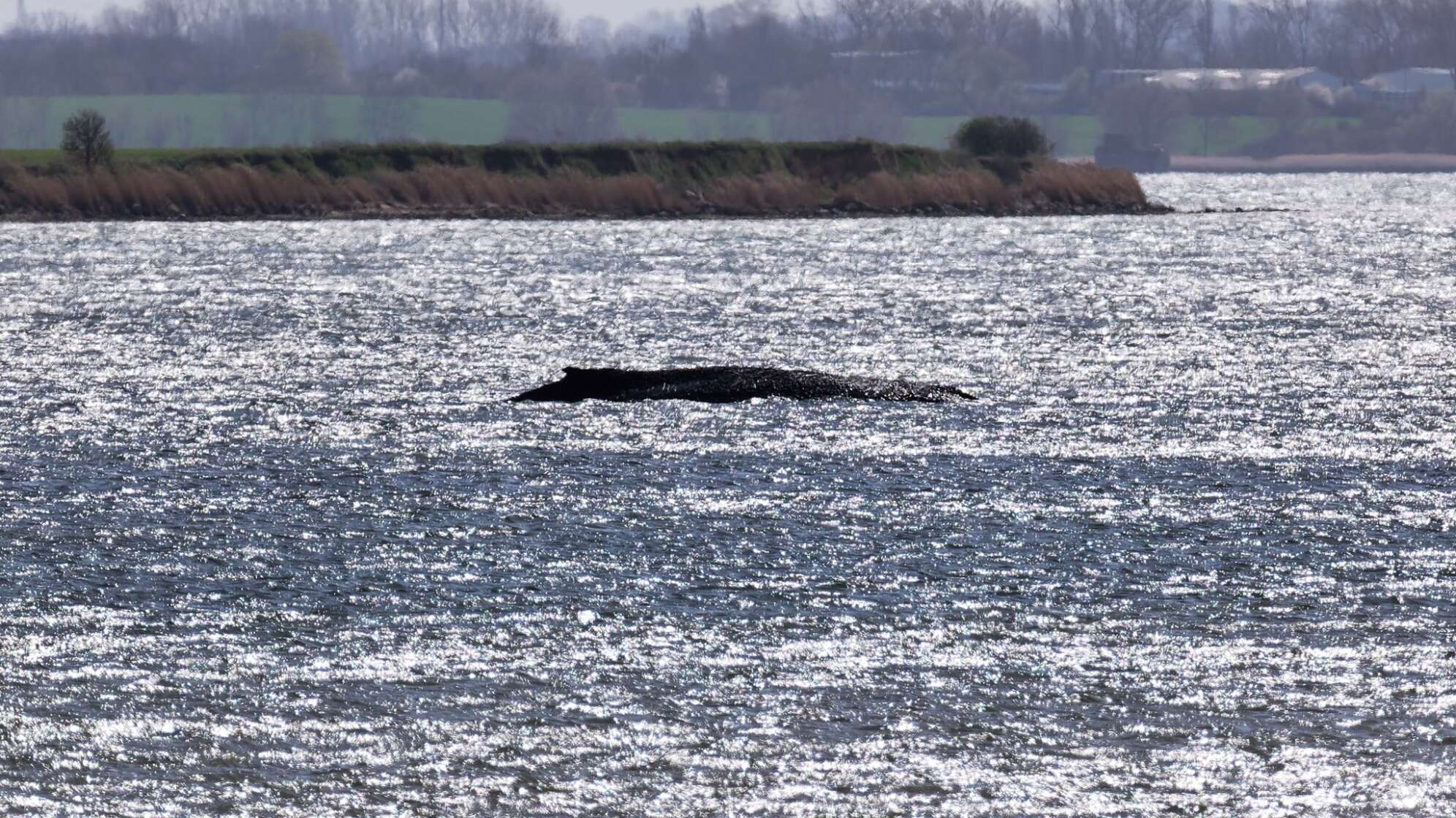 Buckelwal liegt weiter in Wismarbucht