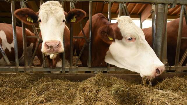 Entlaufene Kuh greift Rollerfahrer an