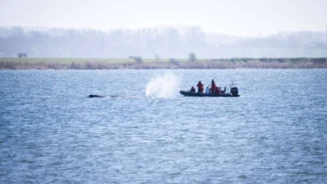 Wie es um den Wal steht – Experten stellen Ergebnisse vor