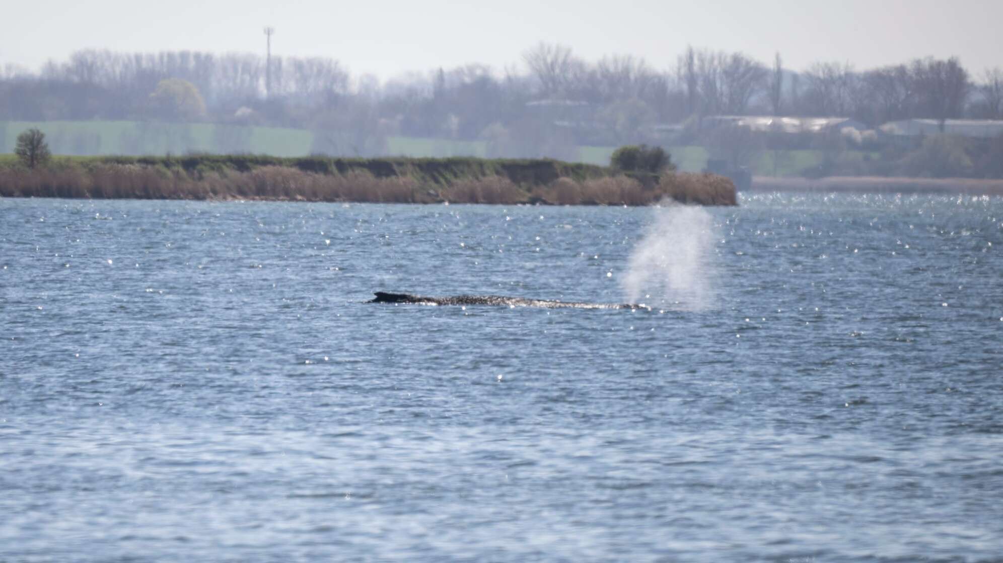 Gestrandeter Buckelwal in Wismarbucht