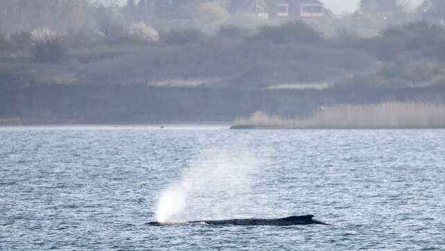 Fall von Buckelwal Timmy gilt als weltweit einzigartig