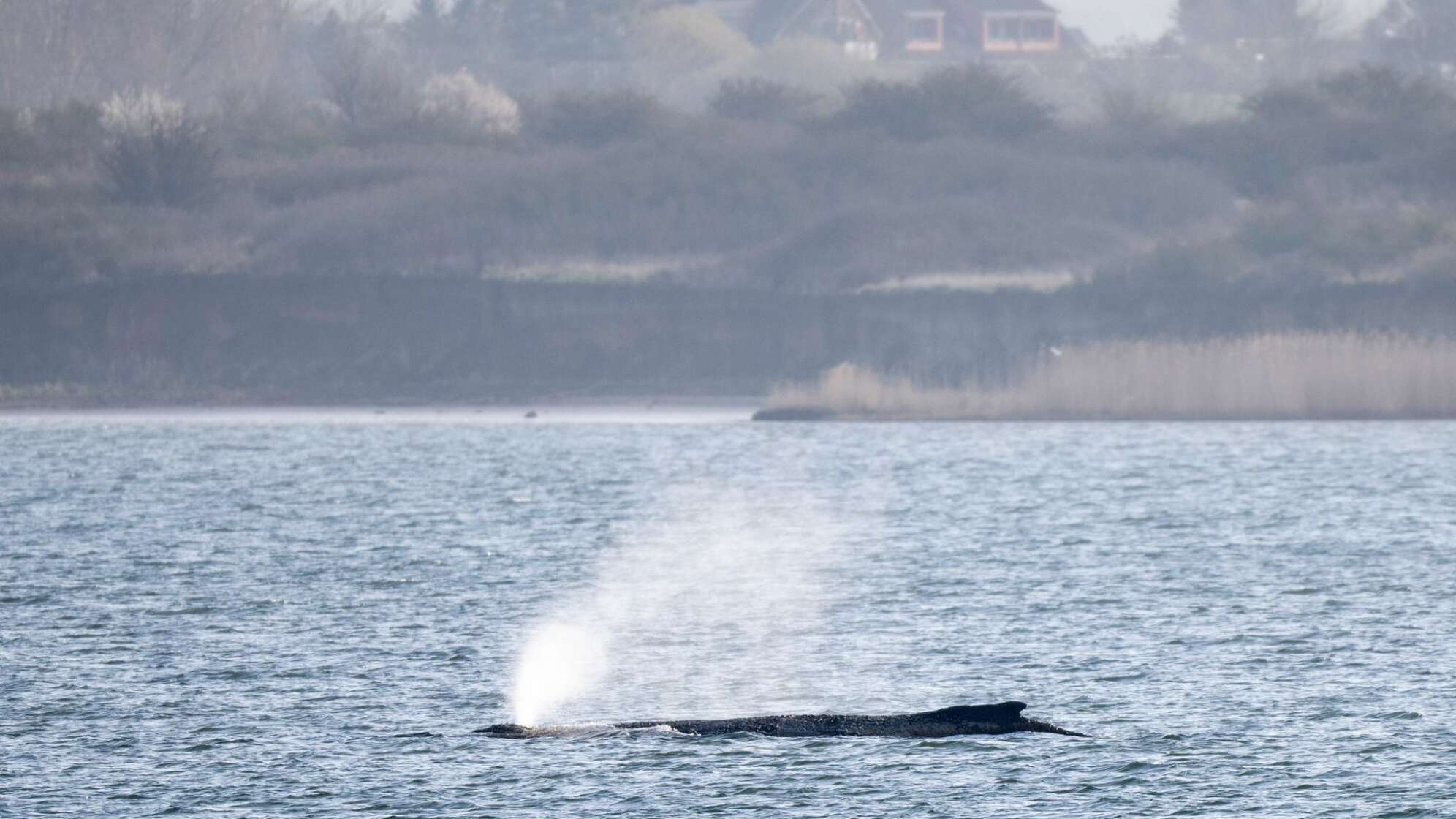 Buckelwal liegt weiterhin in Wismarer Bucht