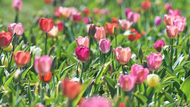 Sonne-Wolken-Mix über Bayern